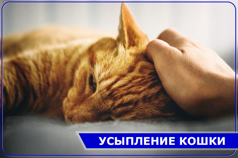 Гуманно усыпить кошку в Москве