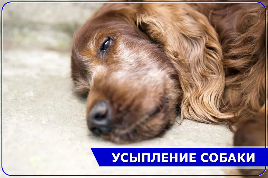 Гуманно усыпить собаку в Москве